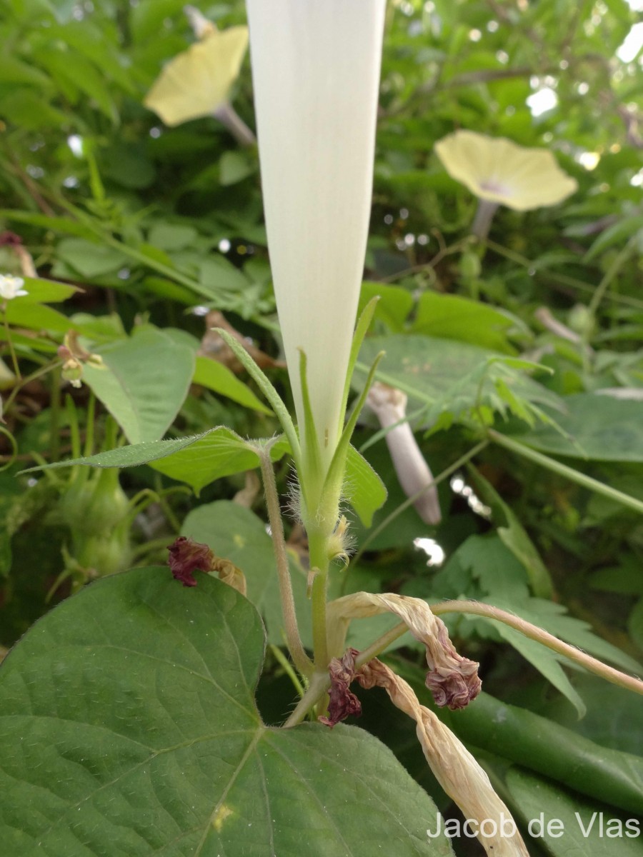 Ipomoea nil (L.) Roth